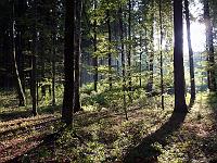Landschaften 87  Waldstimmung am 01.10.2013