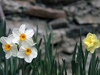 Pflanzen 266  Narzissen (Narcissus) am Gardasee, 13.04.2014.