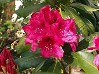 Pflanzen 70  Rhododendron-Bl&uuml;te.