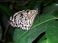 Tiere 49  Schmetterlinge im Tropenhaus auf der Insel Mainau, 22.07.2000.