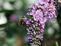 Tiere 61  Eine emsige Biene auf einer Buddleia-Bl&uuml;te in Lana (S&uuml;dtirol) am 03.08.2012.