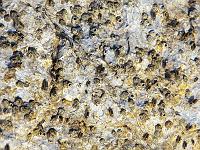 Tiere 95  Kleinstmuscheln und Wasserinsekten am Strand des Union Lido in Italien am 14.08.2014.