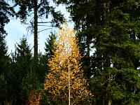 Pflanzen 118  Herbststimmung ... Sonnenlicht trifft Birke im Herbstlauf am 01.011.2010 im Wental.