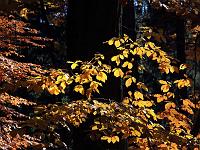 Pflanzen 133  Goldene Farben im Buchenwald am 31.10.2011 in Th&uuml;ringen.
