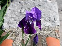 Pflanzen 271  Schwertlilien (Iris) am Gardasee, 13.04.2015.