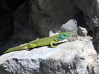 Tiere 87  Westliche Smaragdeidechse am Montecastello bei Prabione, Gardasee am 16.04.2014.