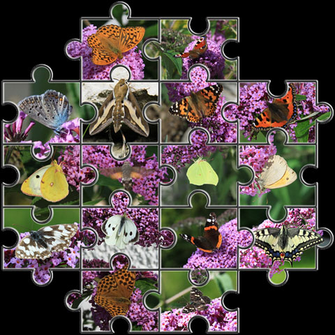 Alle 16 Schmetterlinge auf einen Blick